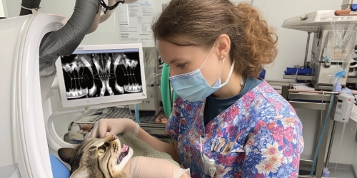 Card veterinary dental x ray