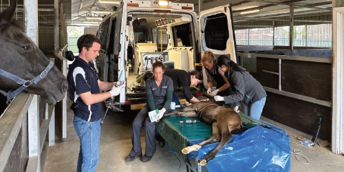 Ambulatory and on farm