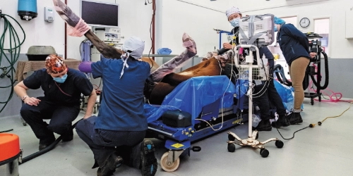 Horse during surgery