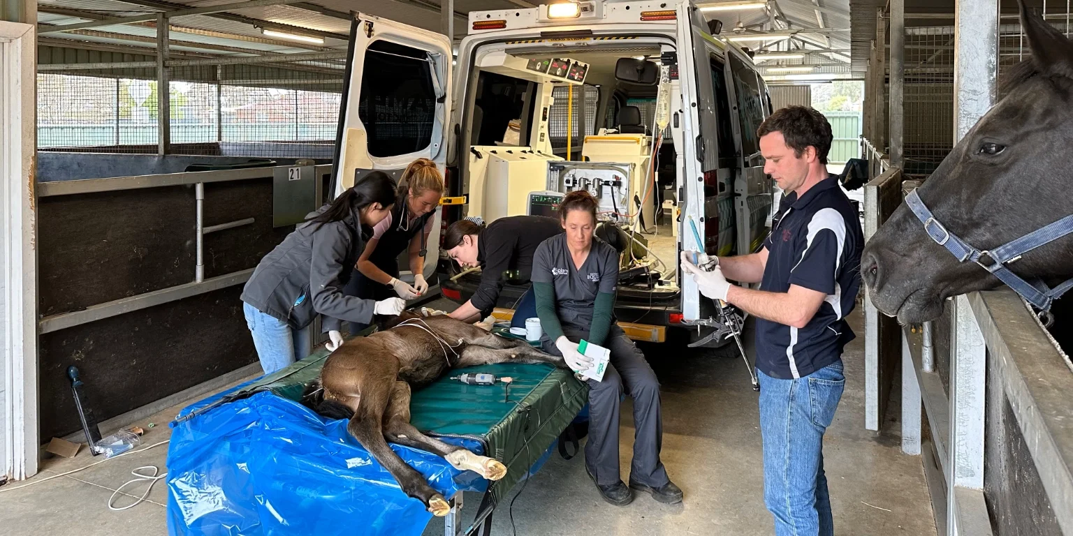 Ambulatory and on farm